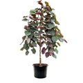 3-4 ft Weeping Ruby Falls Redbud Live Tree in 7-Gallon Grower Pot