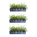 Asiatic Jasmine - 54ct (3.25" Pots) Evergreen Groundcover Vine - Full Sun Outdoor Plant