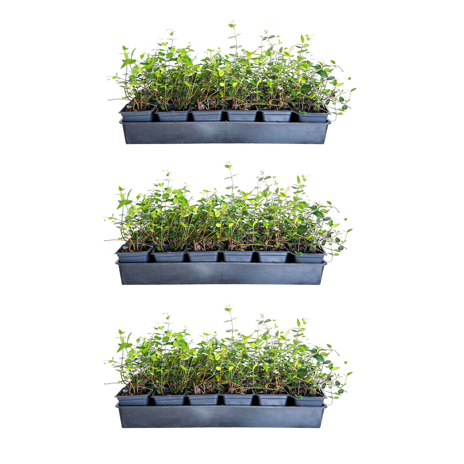 Asiatic Jasmine - 54ct (3.25" Pots) Evergreen Groundcover Vine - Full Sun Outdoor Plant