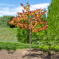 Brighter Blooms - Bloomables Flame Thrower Redbud Tree, 3-4 ft. - No Shipping to AZ, OR