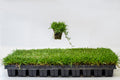 100 Zoysia Grass Plugs (Full)
